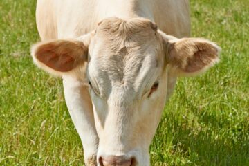 Le Boeuf de Vendée IGP