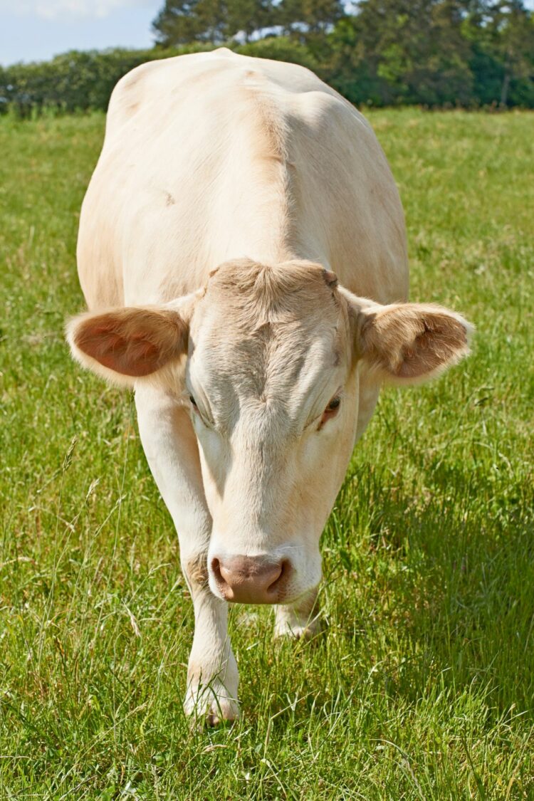 Le Boeuf de Vendée IGP