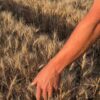 Céréalier, un métier entre savoir-faire et respect de la terre