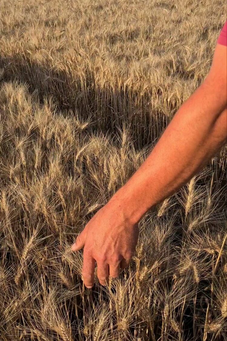 Céréalier, un métier entre savoir-faire et respect de la terre
