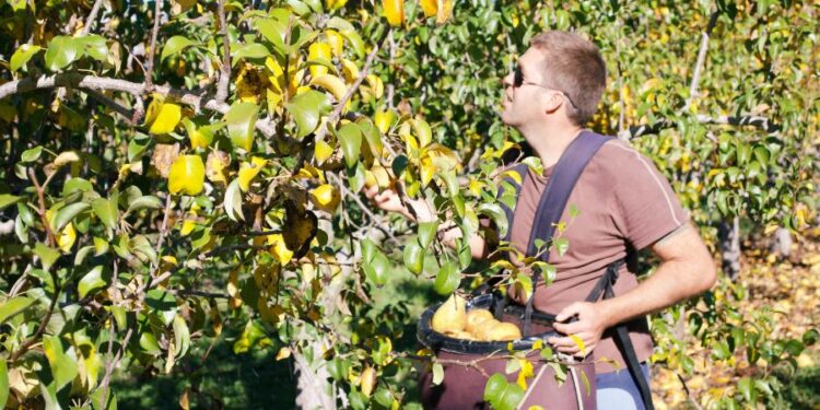 Fruiticulteur, un métier au coeur de nos assiettes