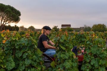 Viticulteur, un métier au service de la vigne