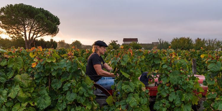 Viticulteur, un métier au service de la vigne