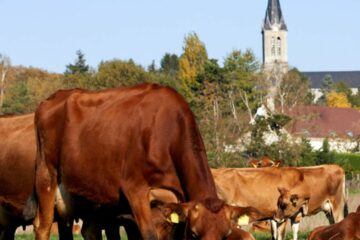 L’agroécologie : une agriculture durable et responsable