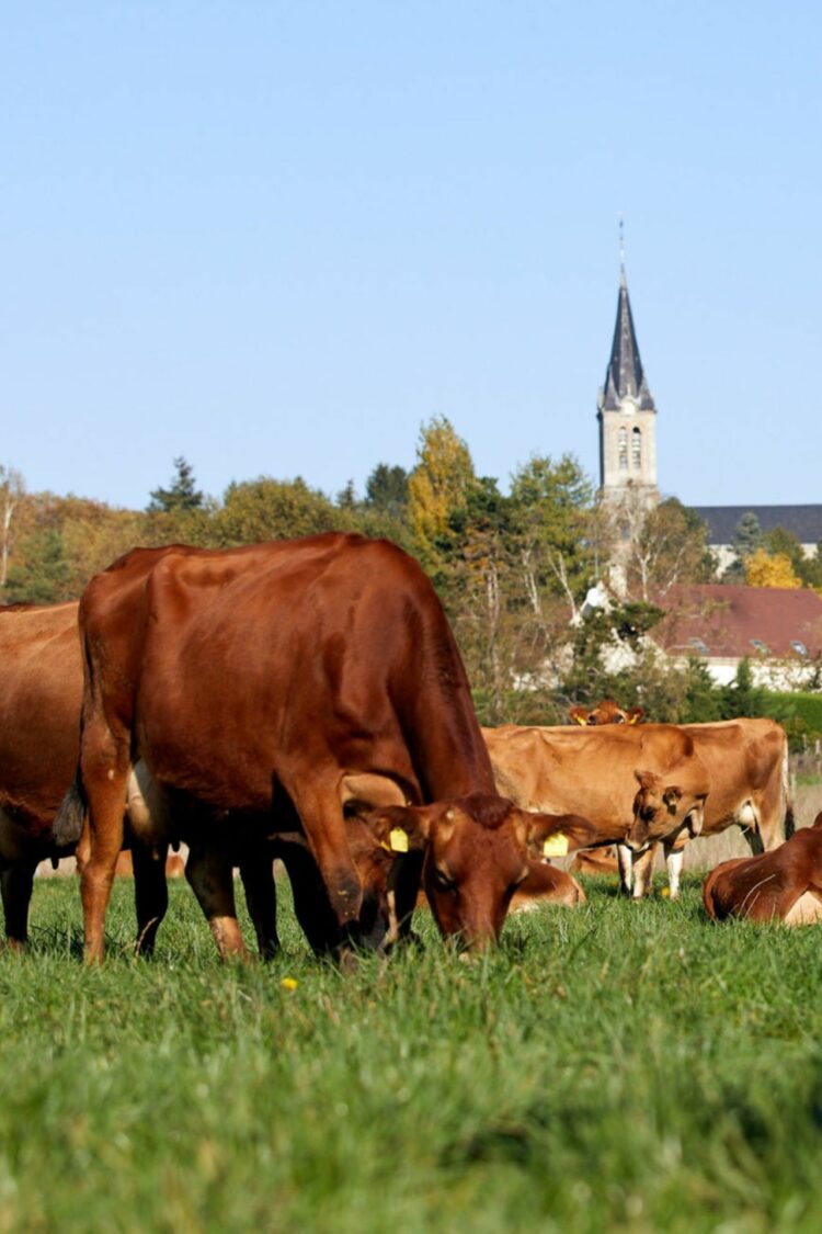 L’agroécologie : une agriculture durable et responsable