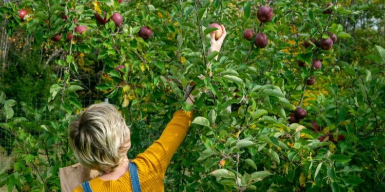 Cidrier, un métier artisanal et plein de goût !