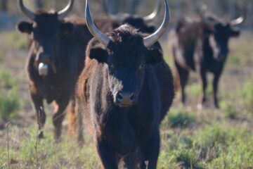 Taureau de Camargue AOP