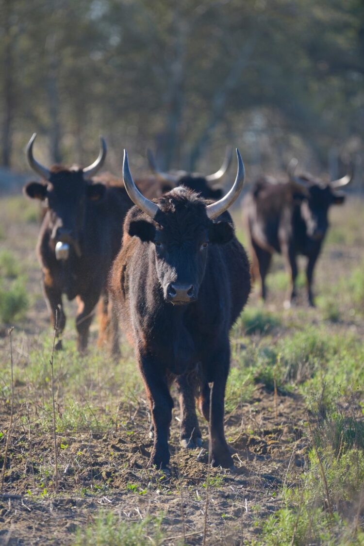 Taureau de Camargue AOP