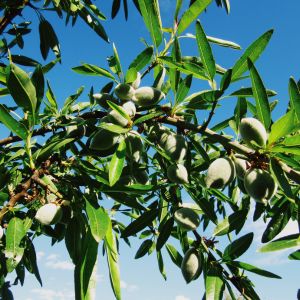 Amandiculteur, un métier délicat au coeur du verger