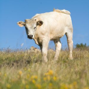 Génisse Fleur d'Aubrac IGP