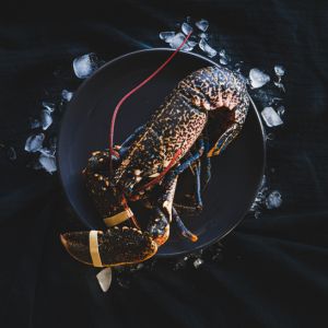 Homard breton : prix, préparation et recettes