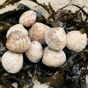 Les praires : de délicieuses coquilles au goût d’iode et de mer