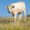 Génisse fleur d'Aubrac