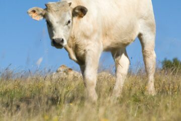 Génisse fleur d'Aubrac