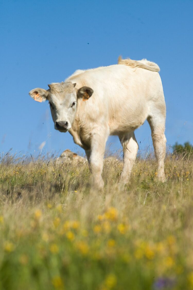 Génisse fleur d'Aubrac