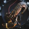 Homard breton : prix, préparation et recettes