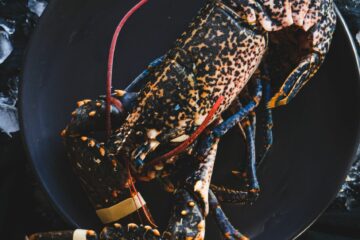 Homard breton : prix, préparation et recettes