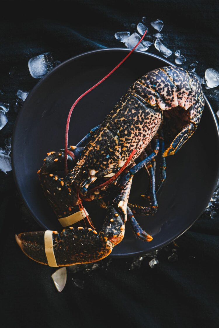 Homard breton : prix, préparation et recettes
