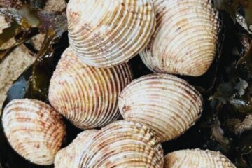 Les praires : de délicieuses coquilles au goût d’iode et de mer