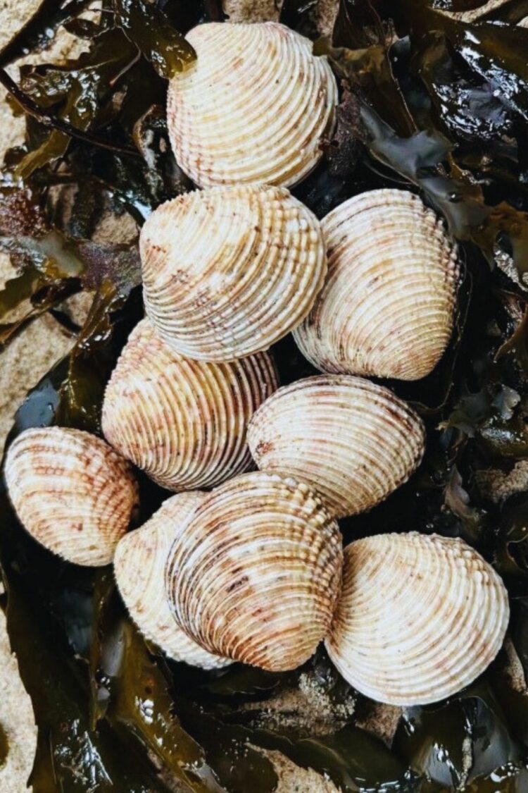 Les praires : de délicieuses coquilles au goût d’iode et de mer