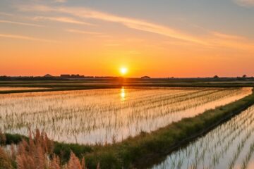 Riziculteur, un métier entre eau, terre et traditions camarguaises