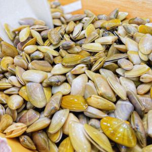 Les tellines, qu'est-ce que c'est ?