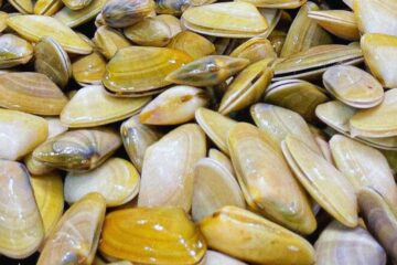 Les tellines, qu'est-ce que c'est ?