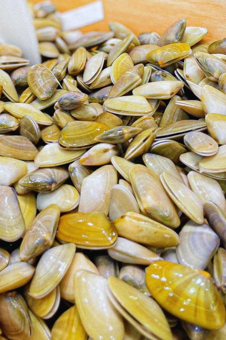 Les tellines, qu'est-ce que c'est ?