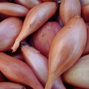 L'échalote d'Anjou IGP