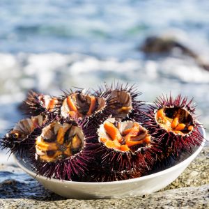 Comment préparer les oursins ? Tout savoir sur cet animal marin