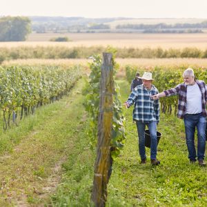 Vigneron, un métier au rythme de la vigne