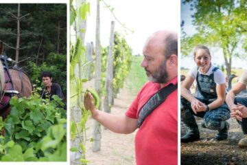 Le circuit court, un levier pour la biodiversité ?