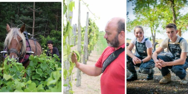 Le circuit court, un levier pour la biodiversité ?