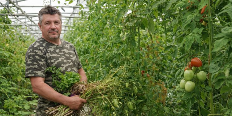 Cueilleur, un métier au cœur de la nature sauvage
