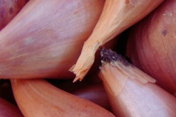 L'échalote d'Anjou IGP