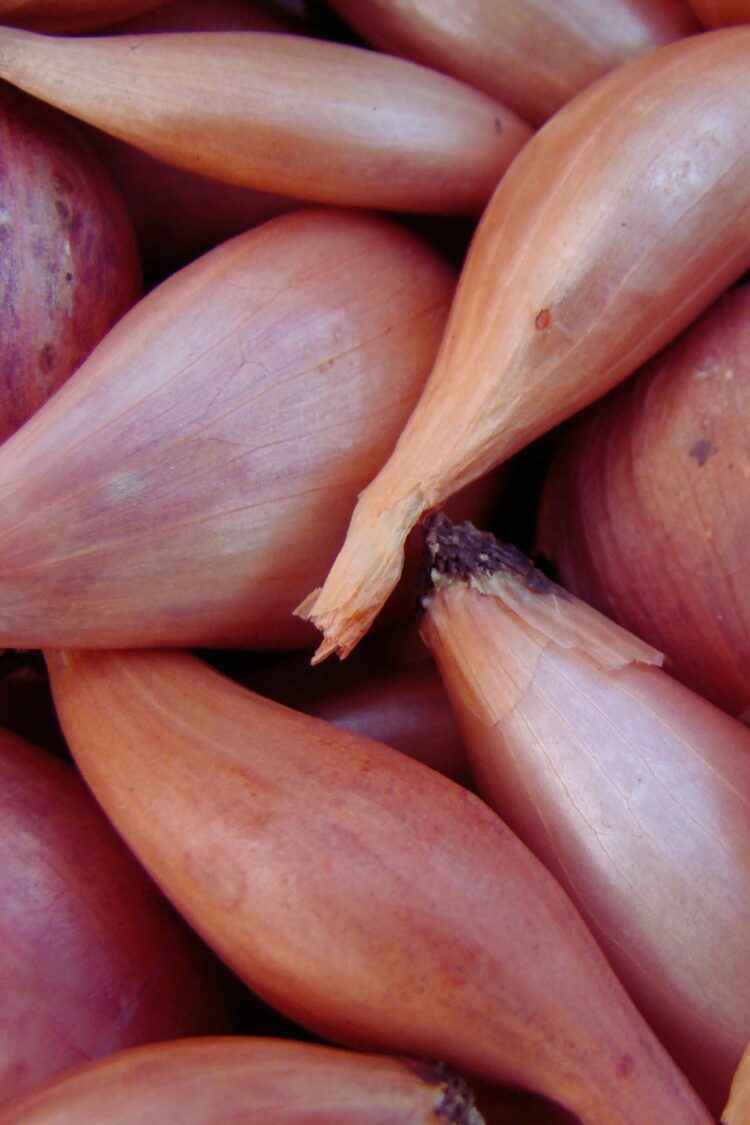 L'échalote d'Anjou IGP