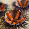 Comment préparer les oursins ? Tout savoir sur cet animal marin