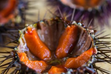 Comment préparer les oursins ? Tout savoir sur cet animal marin