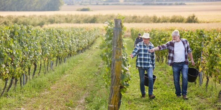 Vigneron, un métier au rythme de la vigne