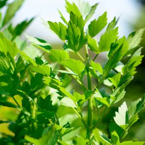 La livèche : une plante aromatique au goût puissant