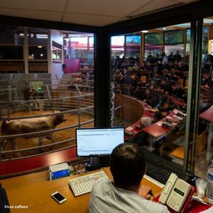 Saint-Christophe-en-Brionnais : au cœur du mythique marché aux bovins charolais
