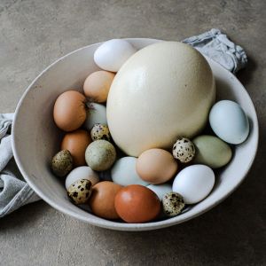 Bleu, vert, chocolat : pourquoi nos poules nous en font voir de toutes les couleurs ?