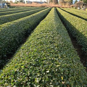 Tout savoir sur le thé français