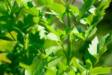 La livèche : une plante aromatique au goût puissant