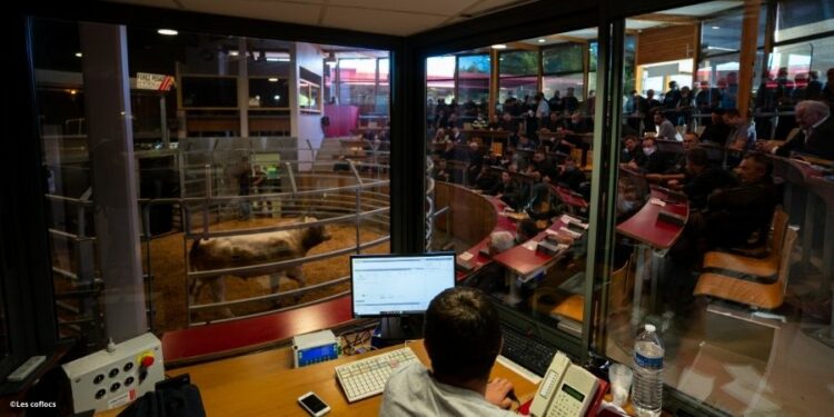 Saint-Christophe-en-Brionnais : au cœur du mythique marché aux bovins charolais