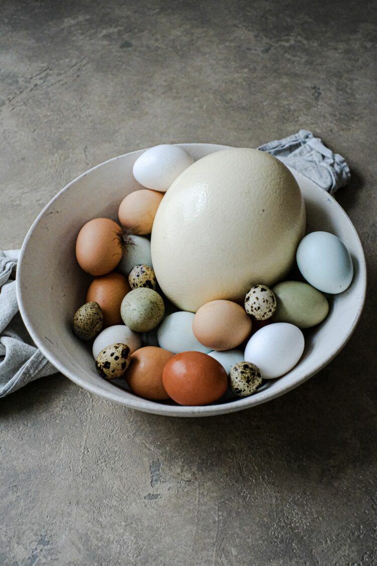 Bleu, vert, chocolat : pourquoi nos poules nous en font voir de toutes les couleurs ?