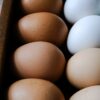 Pénurie d’œufs en France : pourquoi certains rayons se vident ?
