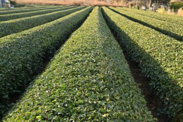 Tout savoir sur le thé français