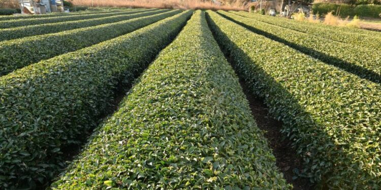 Tout savoir sur le thé français