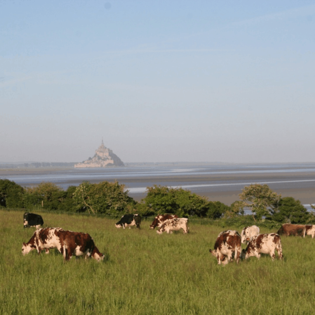 La ferme des cara-meuh et ses vaches